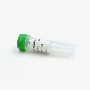 高保真DNA聚合酶选择指南